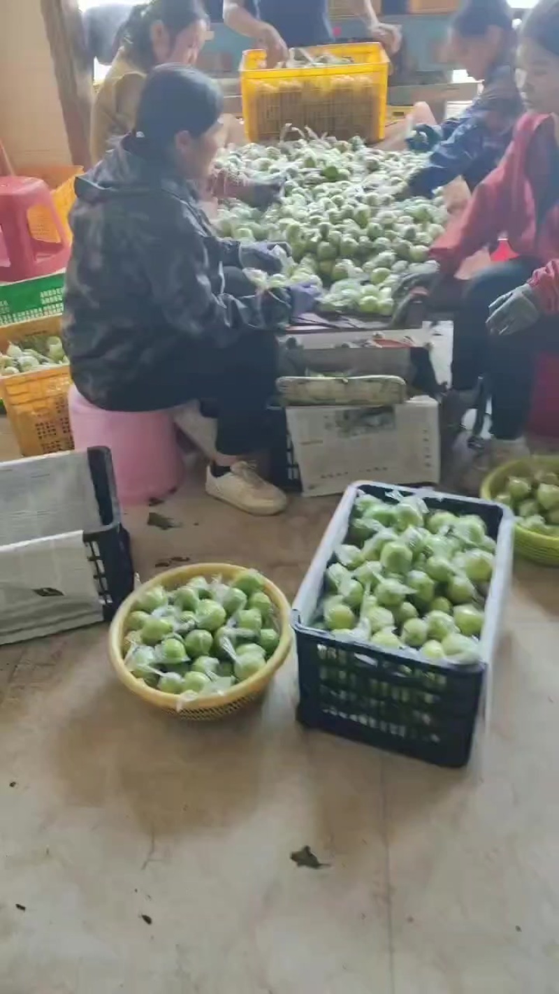 广西牛奶枣脆甜可口果香浓郁一件代发多多买菜社区团购
