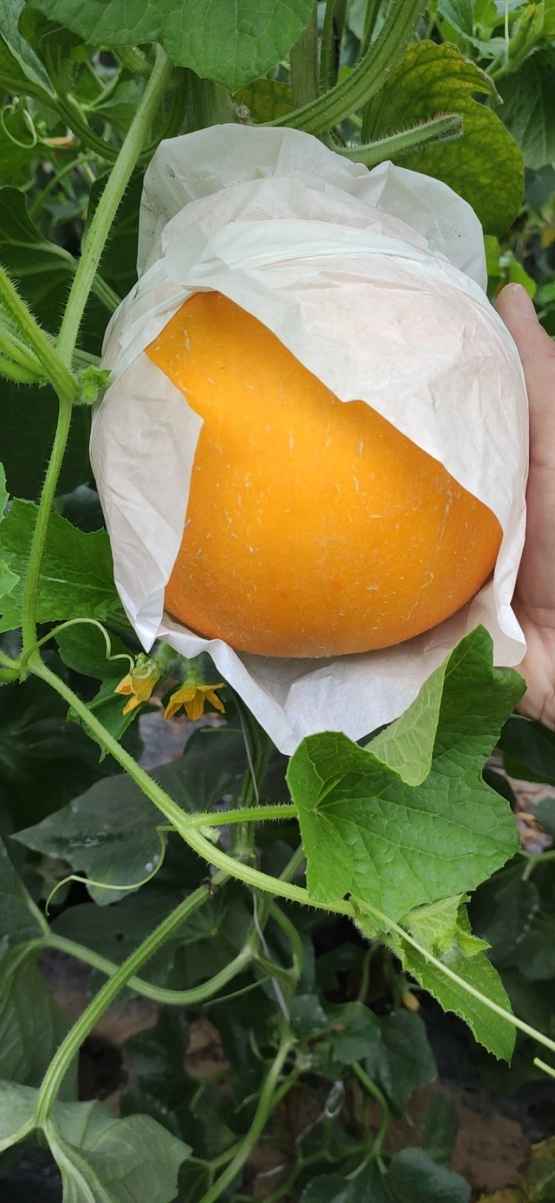 【重磅推荐】莘县精品久红瑞甜瓜产地直发/质量保证