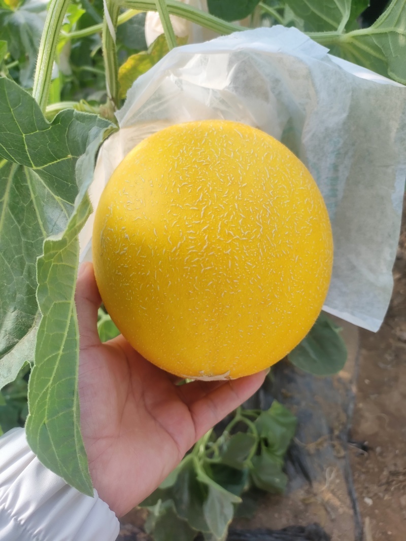 【重磅推荐】莘县精品久红瑞甜瓜产地直发/质量保证