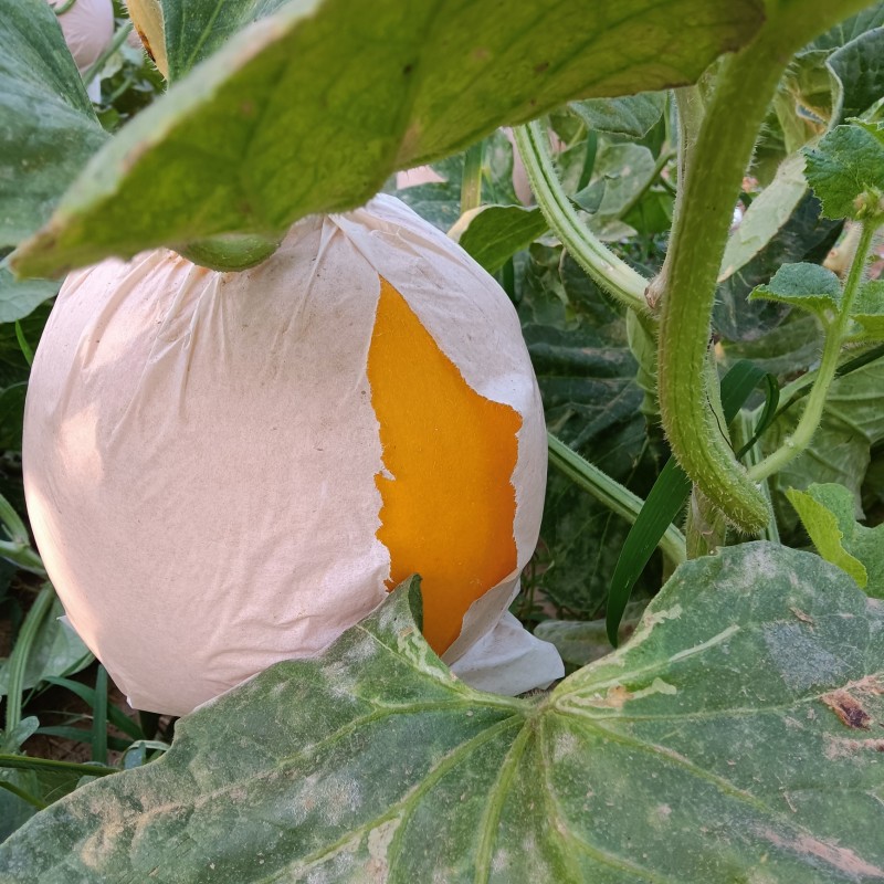 【重磅推荐】莘县精品久红瑞甜瓜产地直发/质量保证