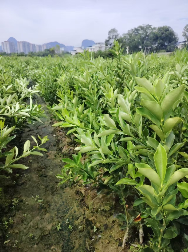 脆蜜金桔+滑皮金桔苗产地直发量大从优可视频看货对接全国