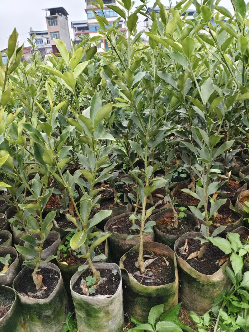 脆蜜金桔+滑皮金桔苗产地直发量大从优可视频看货对接全国