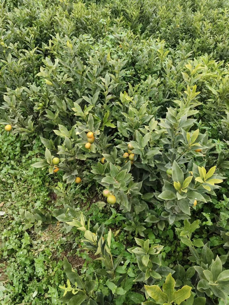 脆蜜金桔+滑皮金桔苗产地直发量大从优可视频看货对接全国