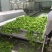 速冻盐水毛豆荚工厂发货批发价一手货源，纯香料卤煮毛豆