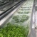速冻盐水毛豆荚工厂发货批发价一手货源，纯香料卤煮毛豆