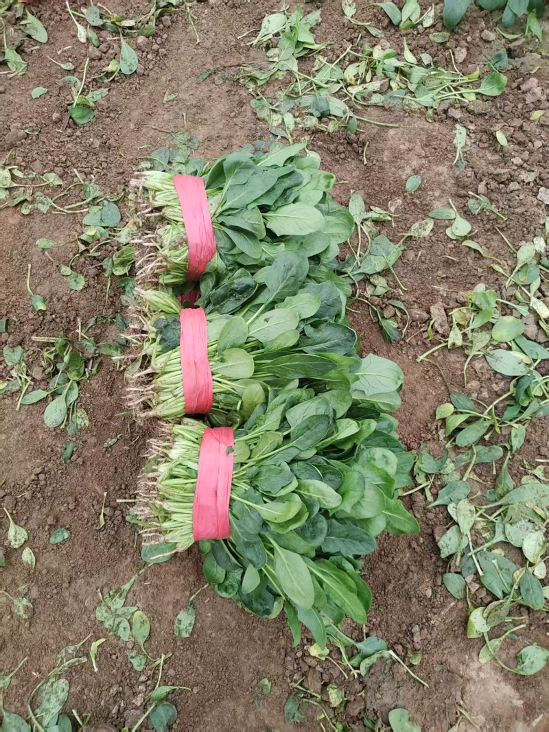 规格齐全菠菜保质保量价格美丽订多包送产地直发