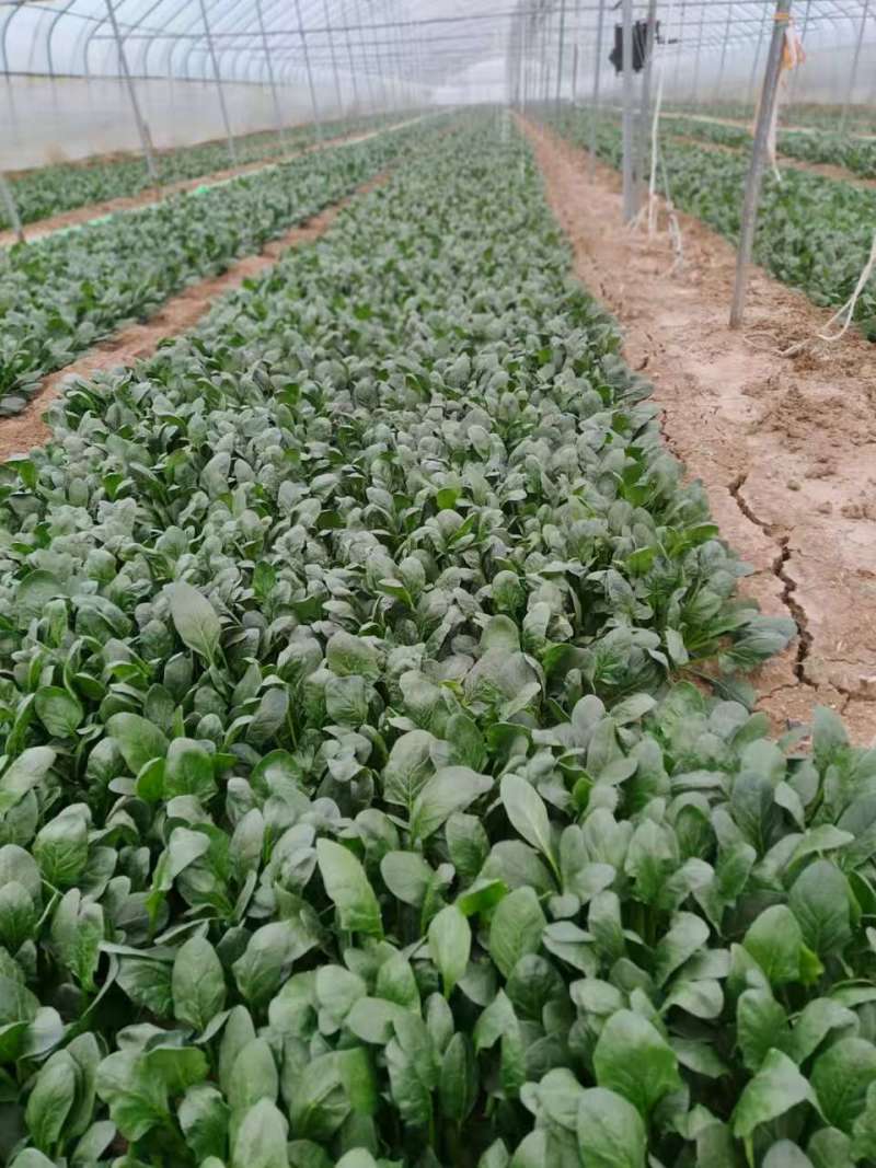 规格齐全菠菜保质保量价格美丽订多包送产地直发