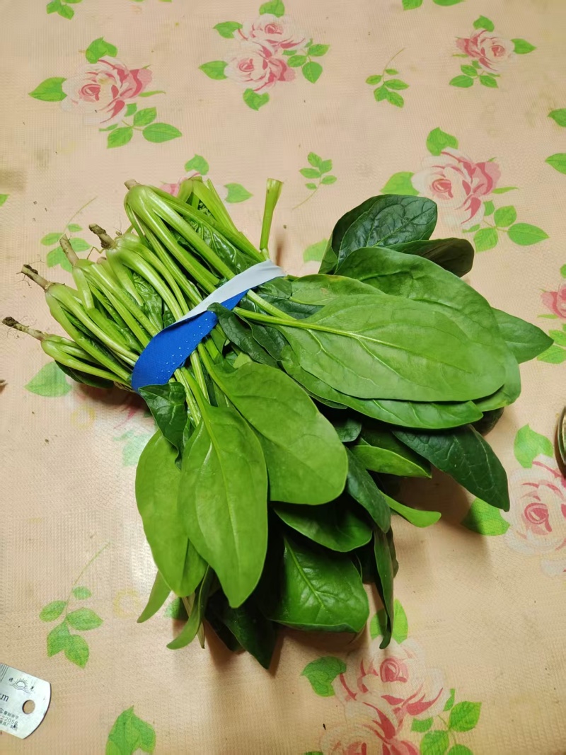 规格齐全菠菜保质保量价格美丽订多包送产地直发