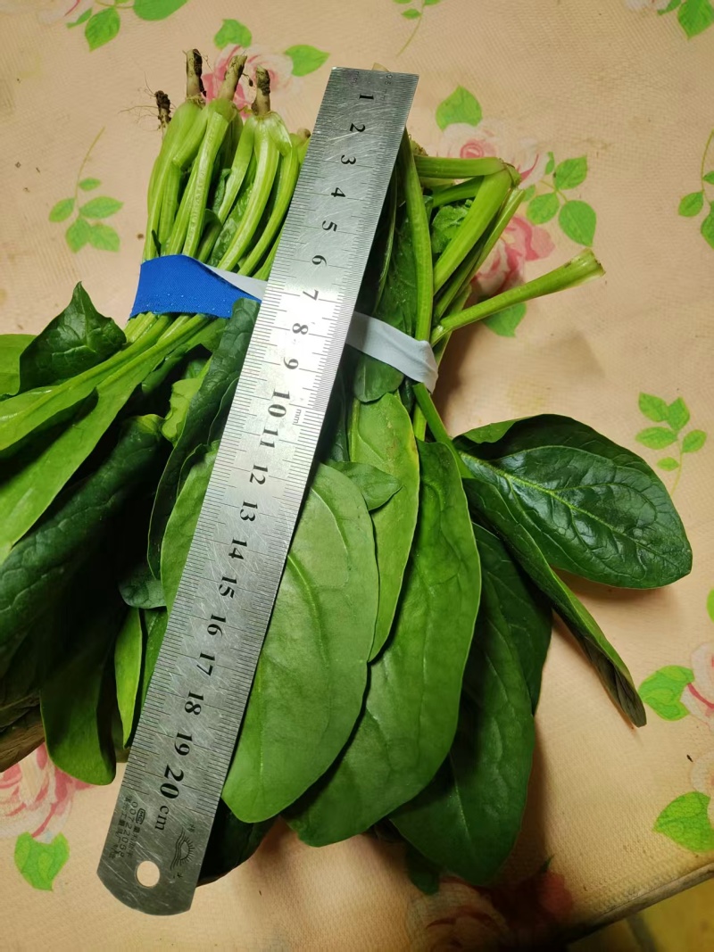规格齐全菠菜保质保量价格美丽订多包送产地直发