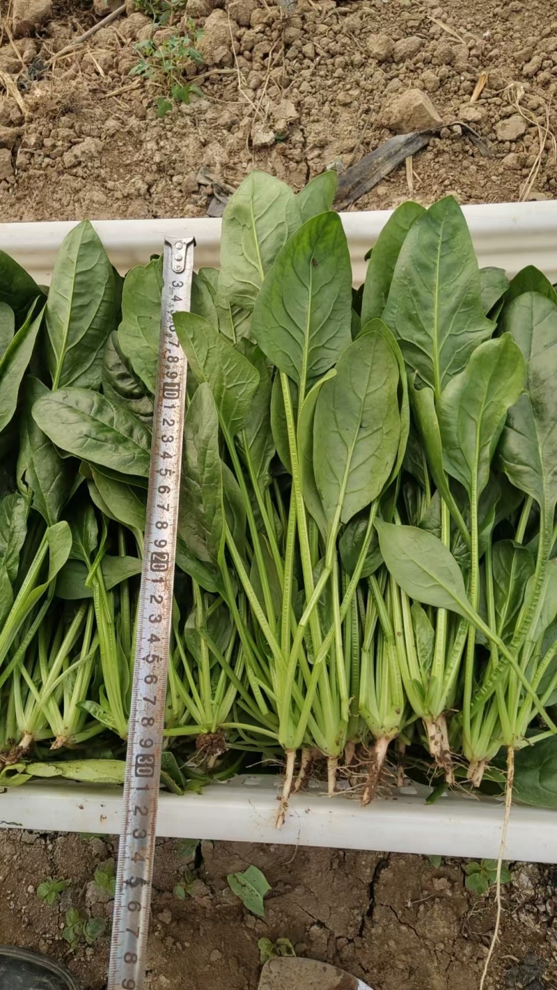 规格齐全菠菜保质保量价格美丽订多包送产地直发