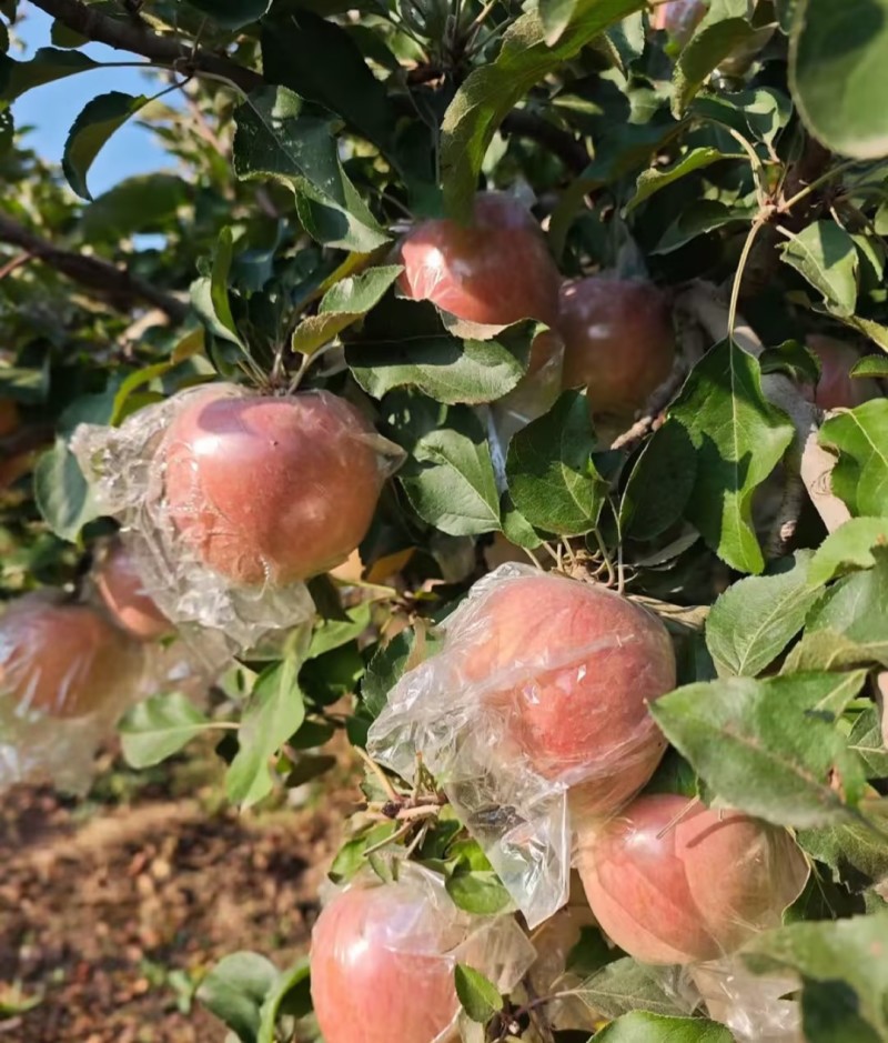 膜袋红富士苹果货量多多咸阳产地货源甜美可口欢迎采购