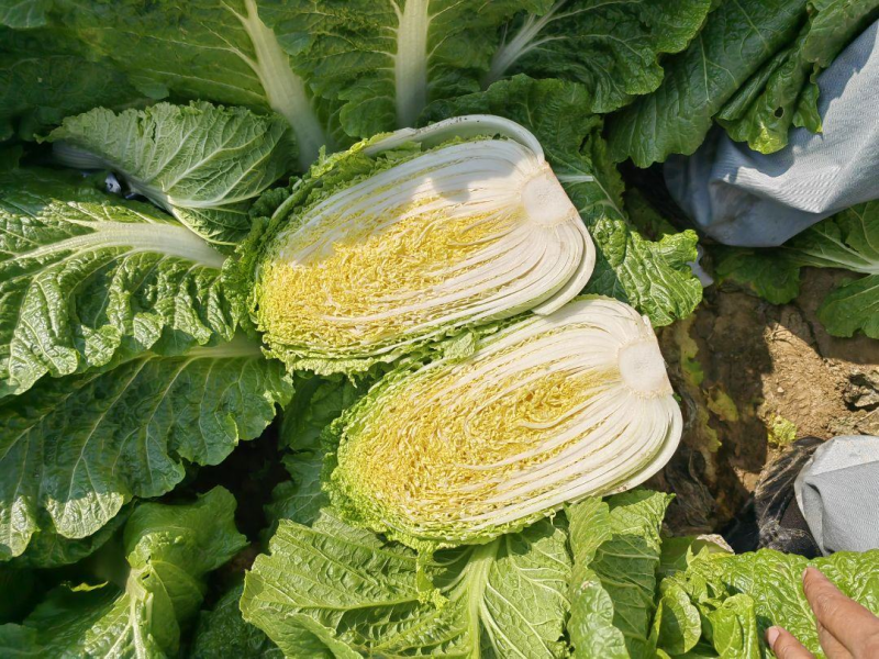 【超多好评】黄心白菜湖北白菜产地直发保质保量