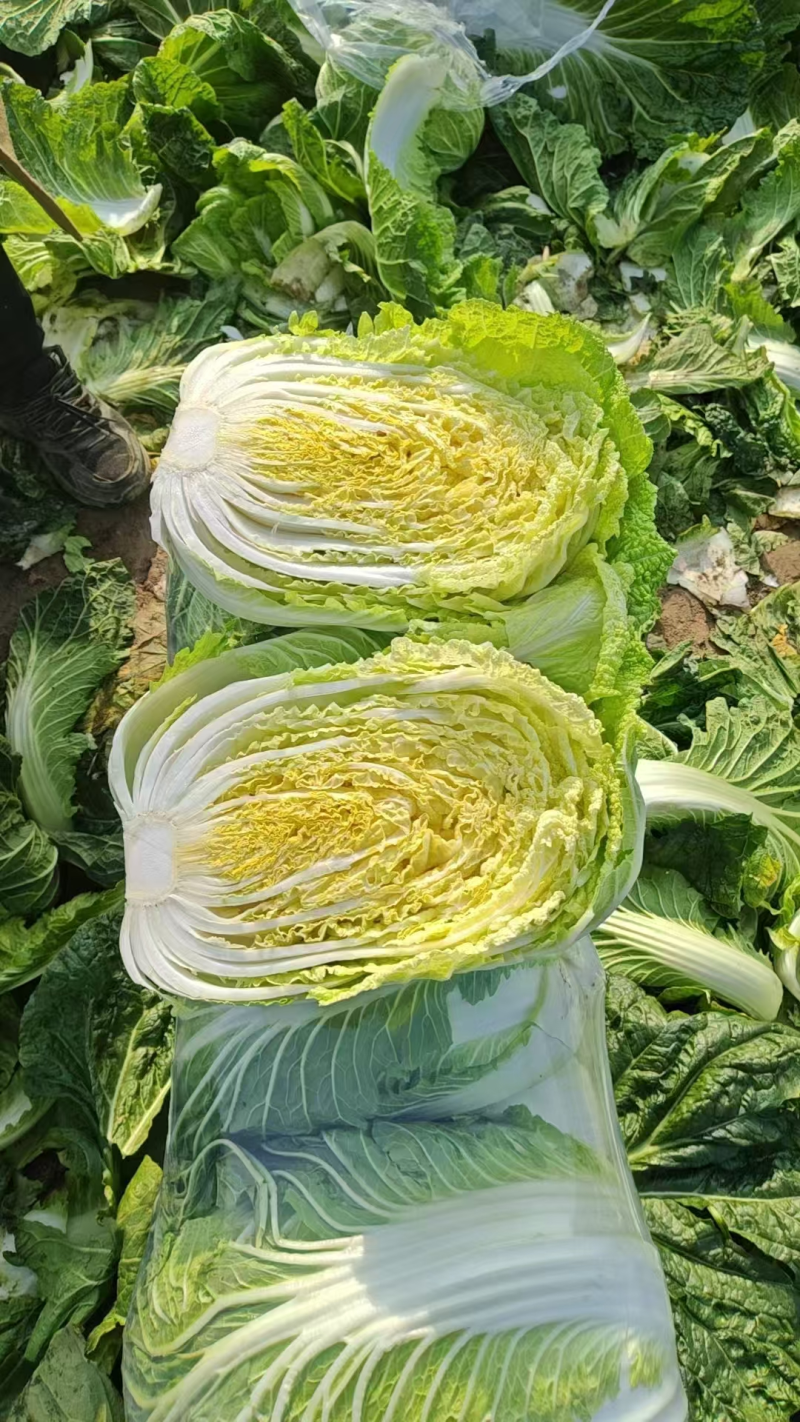 【超多好评】黄心白菜湖北白菜产地直发保质保量