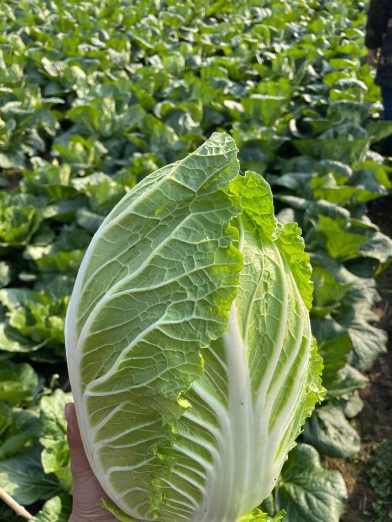 【超多好评】黄心白菜湖北白菜产地直发保质保量