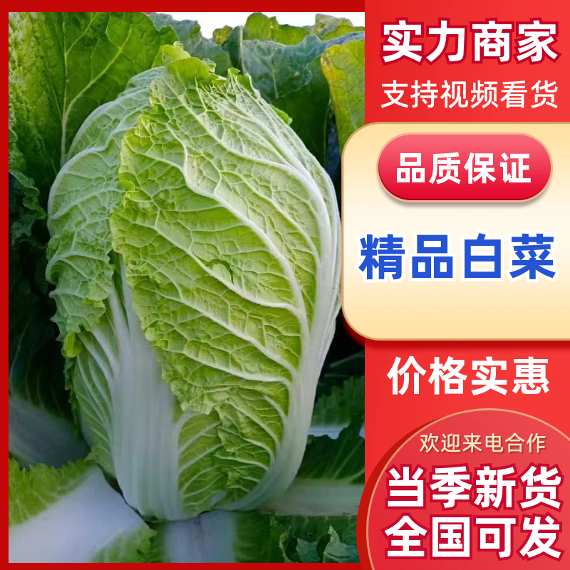 【超多好评】黄心白菜湖北白菜产地直发保质保量