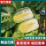 【推荐】黄心白菜湖北精品白菜产地直发货源充足