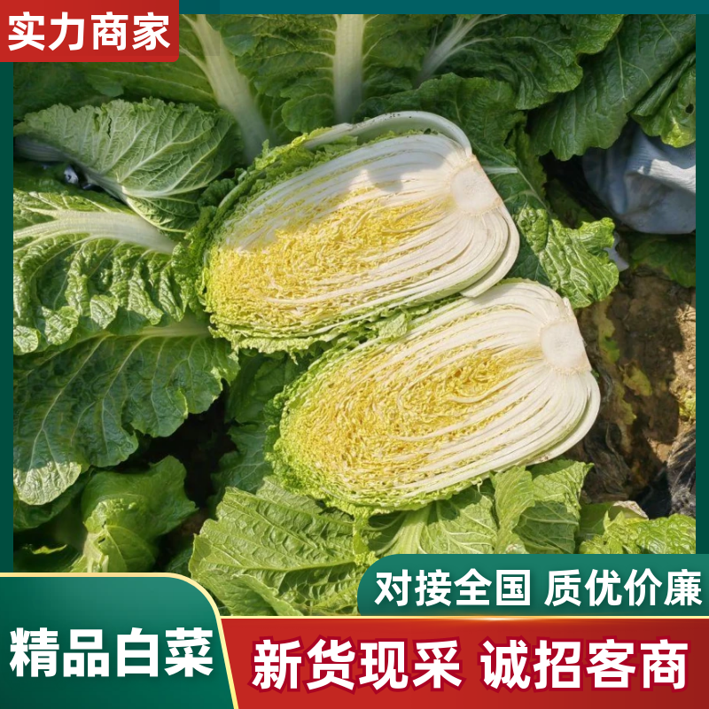 【推荐】黄心白菜湖北精品白菜产地直发货源充足