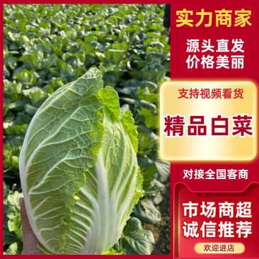 【精选】湖北黄心白菜湖北白菜货源充足对接全国