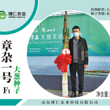 章杂一号葱种