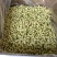 冻干茉莉花2026新花茉莉花茶原花香无印茶厂家直供