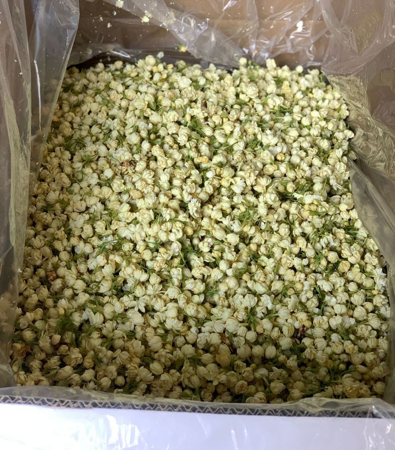 冻干茉莉花2026新花茉莉花茶原花香无印茶厂家直供