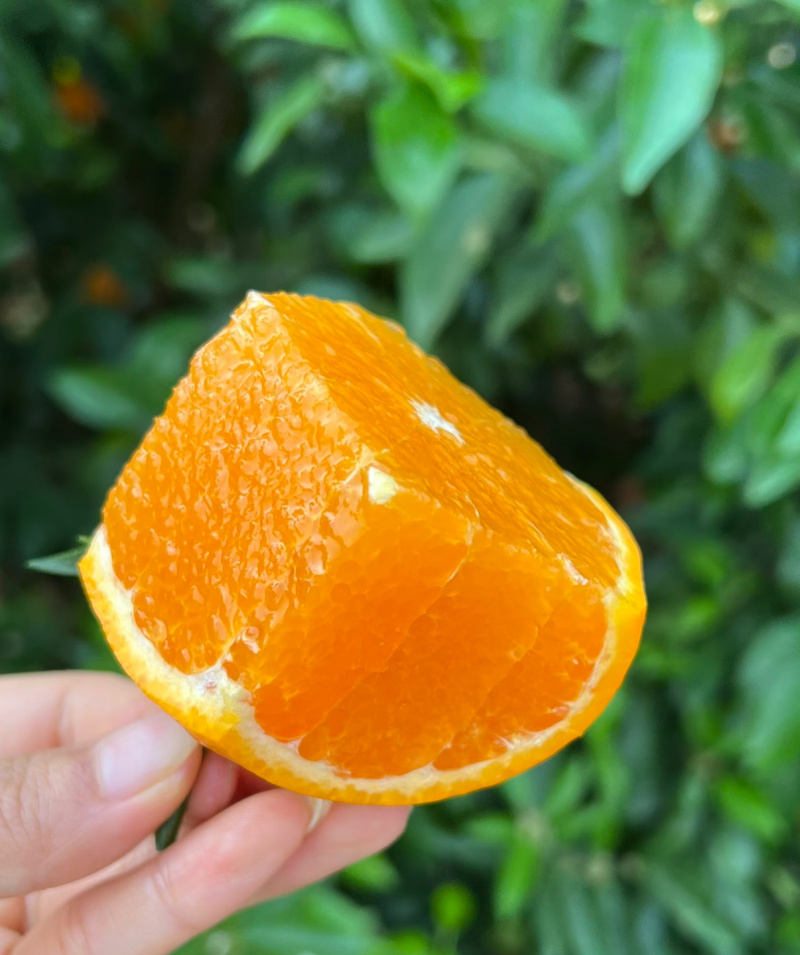品质保证广西沃柑/产地直发/量大从优/诚信经营/欢迎来电