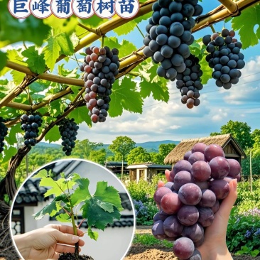 河北葡萄苗精品巨峰葡萄苗苗场直发技术指导可视频