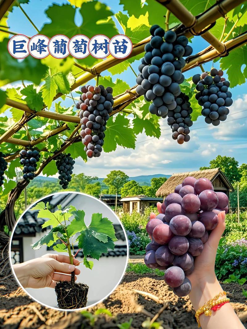 河北葡萄苗精品巨峰葡萄苗苗场直发技术指导可视频