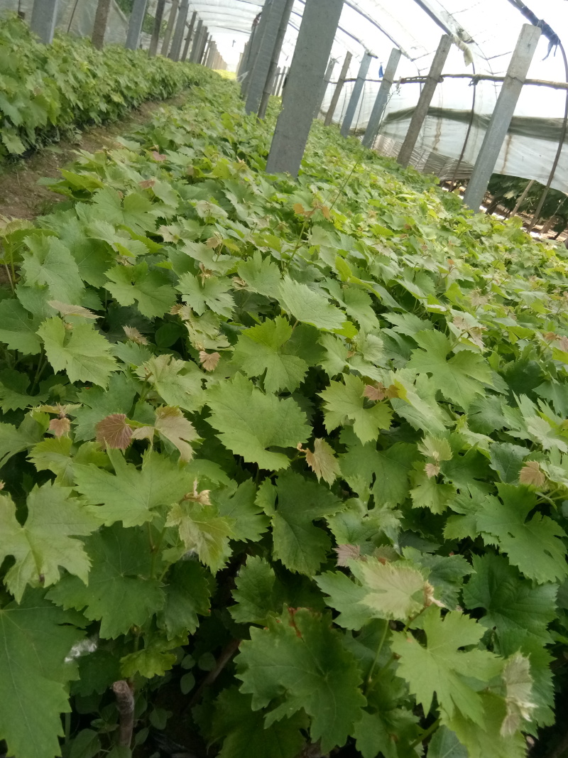 甜蜜蓝宝石葡萄苗苗场直发提供技术指导视频看苗