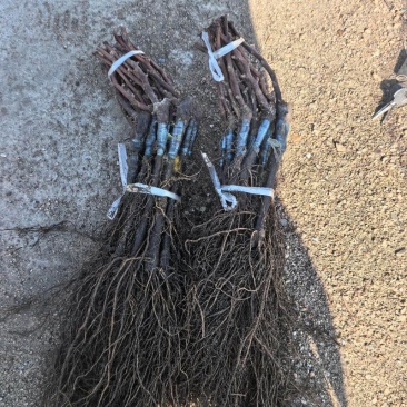 户太八号葡萄苗苗场发货可视频看苗提供技术指导