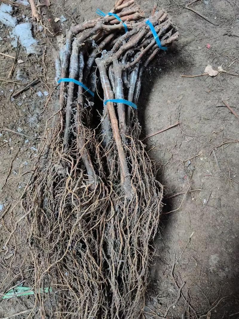 夏黑葡萄苗苗场直发可视频看苗提供技术指导