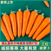 福建厦门精品胡萝卜，对接国，信誉第一，质量三包，基地货源。