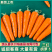 山东精品胡萝卜，对接国，信誉第一，质量三包，基地货源