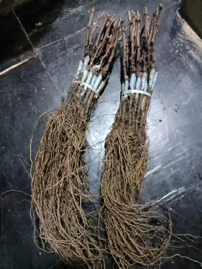 维多利亚葡萄苗苗场发货可视频看货提供给种植技术