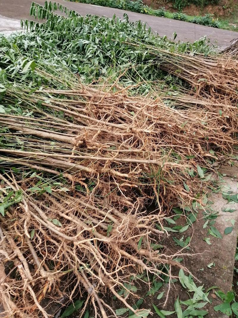精品桃树苗晚西妃黄金蜜鲁红蜜黄油桃蟠桃可视频