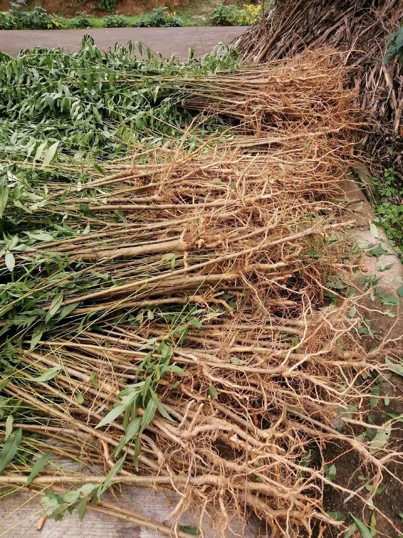 精品桃树苗晚西妃黄金蜜鲁红蜜黄油桃蟠桃可视频