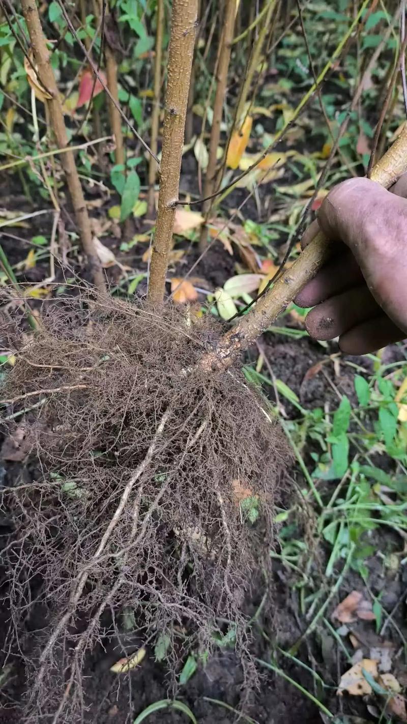 精品桃树苗晚西妃黄金蜜鲁红蜜黄油桃蟠桃可视频