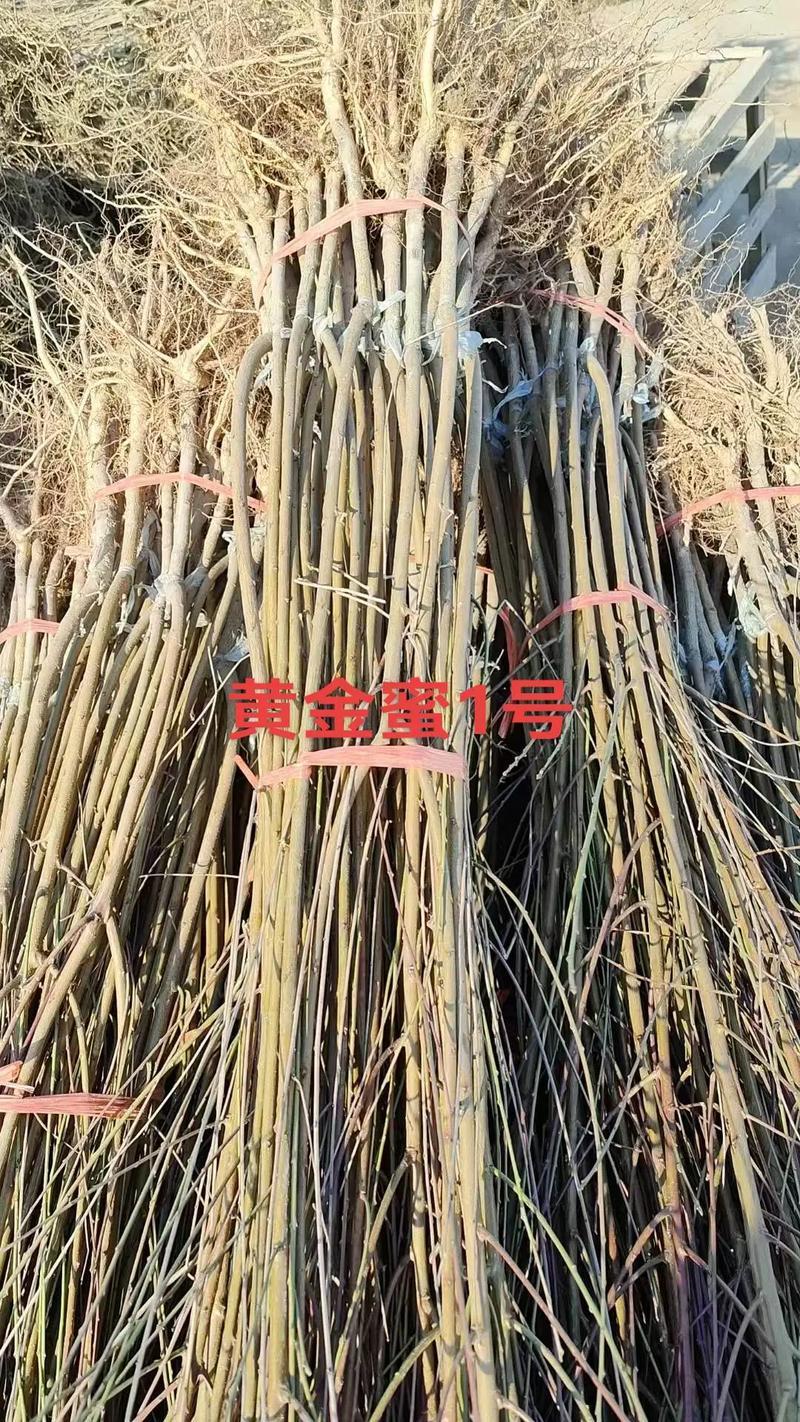 精品桃树苗晚西妃黄金蜜鲁红蜜黄油桃蟠桃可视频