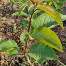 樱桃苗苗场直发提供种植技术可视频看苗