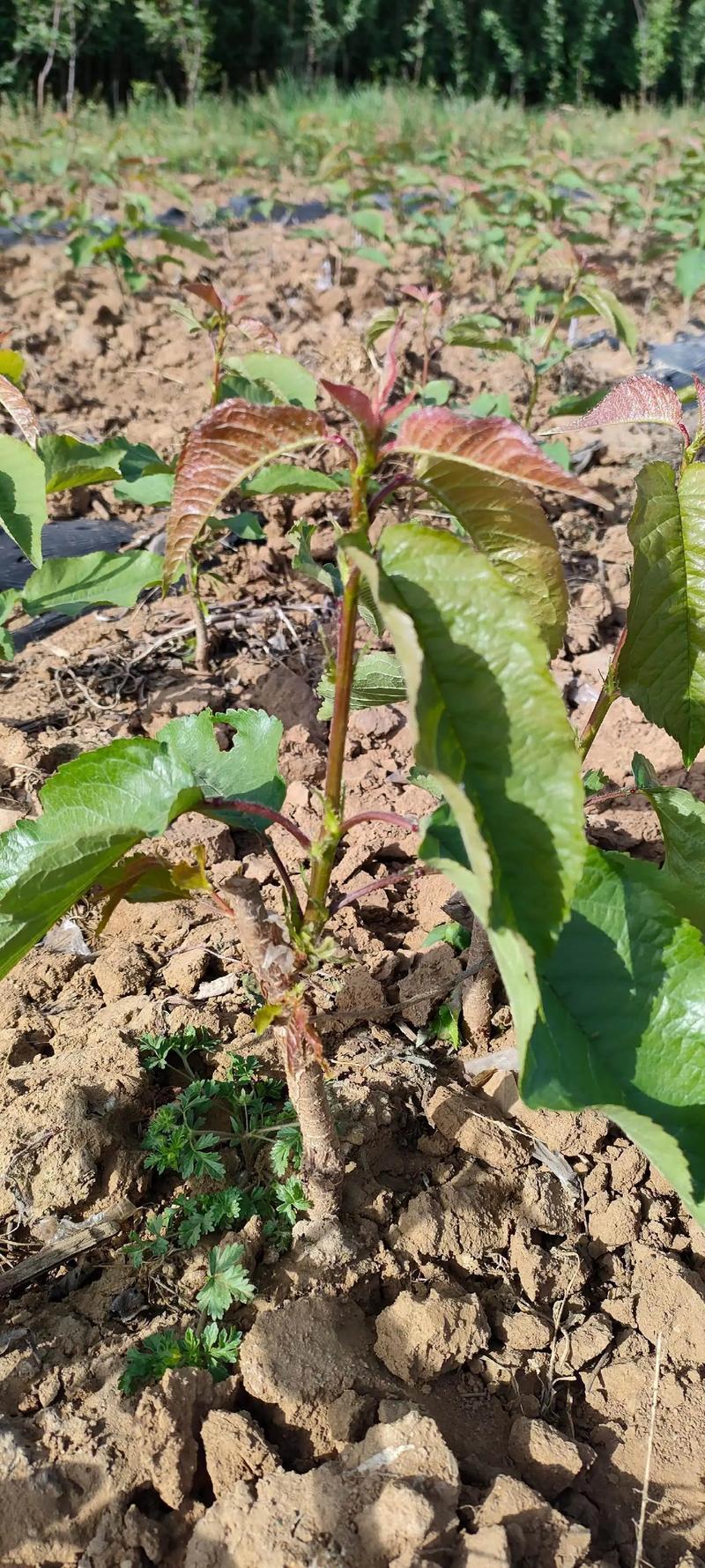 樱桃苗苗场直发提供种植技术可视频看苗