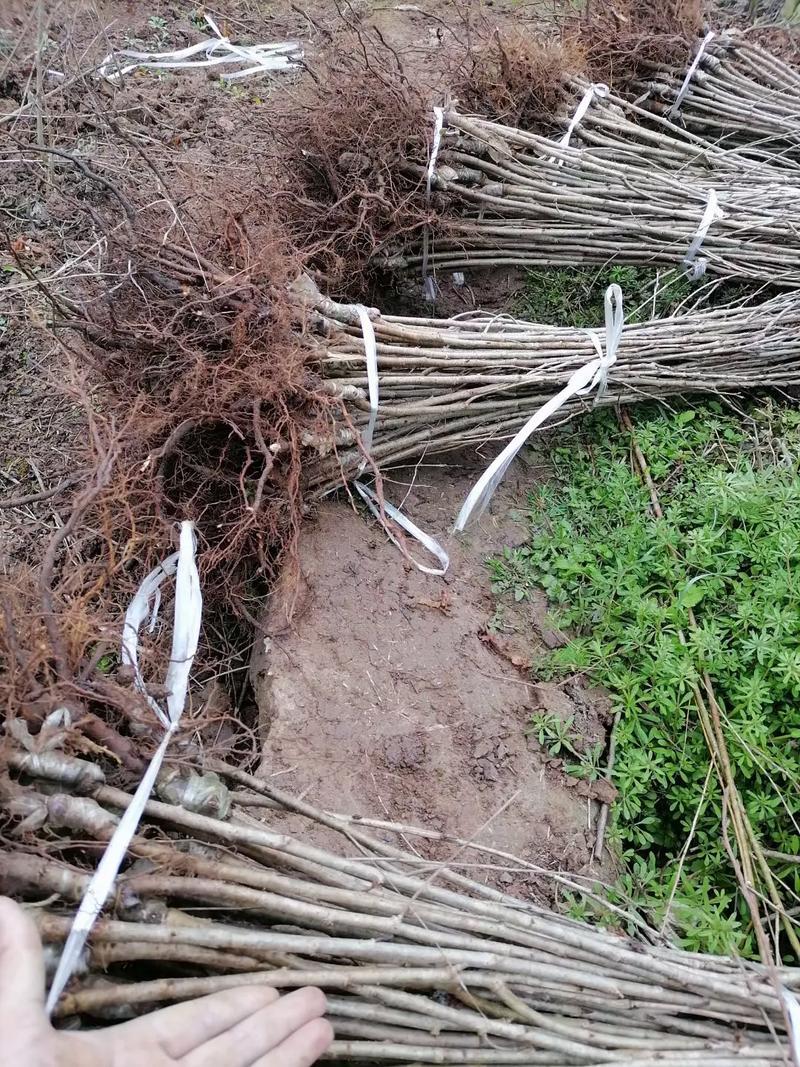 樱桃苗苗场直发提供种植技术可视频看苗
