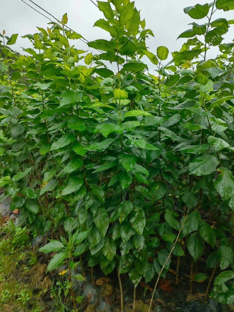 樱桃苗苗场直发提供种植技术可视频看苗