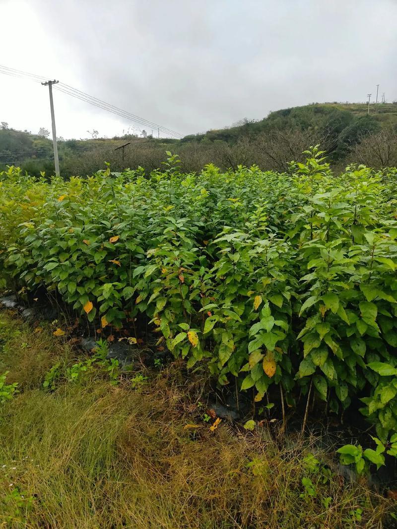 樱桃苗苗场直发提供种植技术可视频看苗