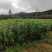 樱桃苗苗场直发提供种植技术可视频看苗