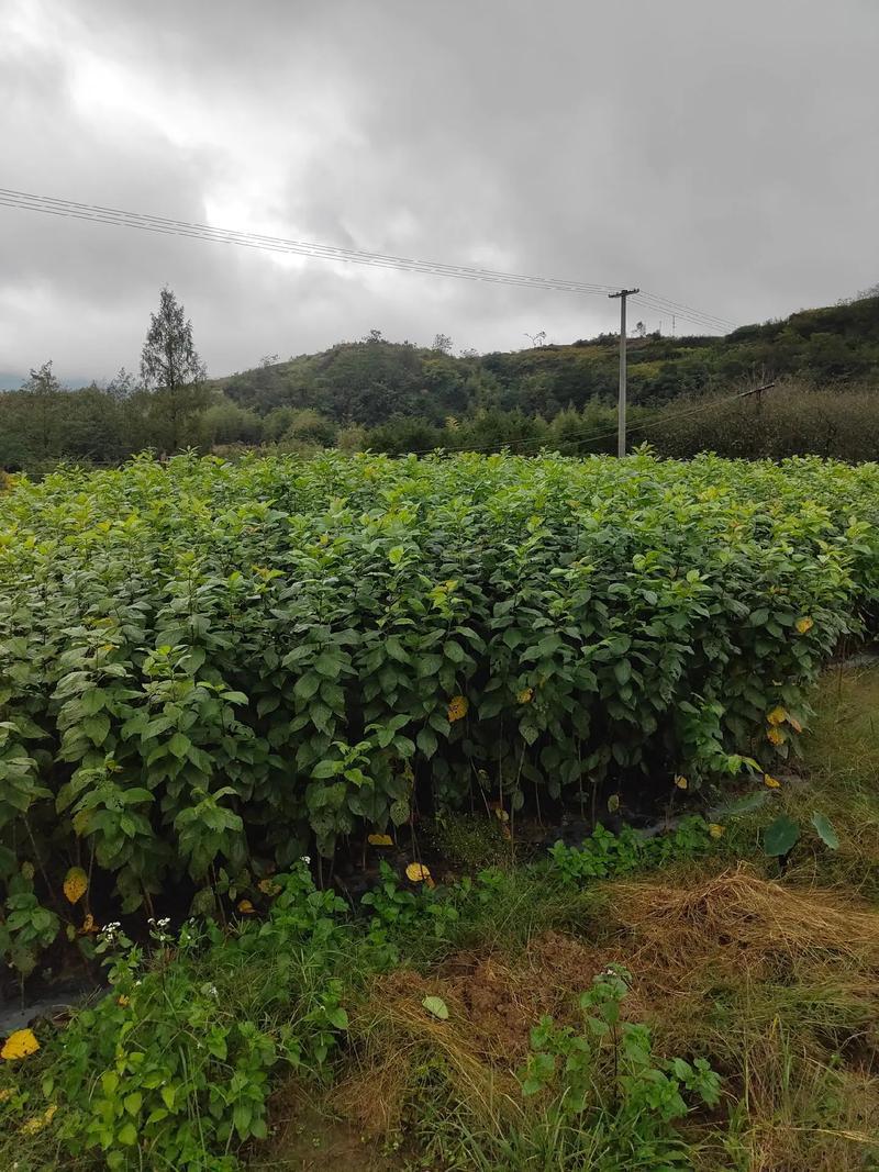 樱桃苗苗场直发提供种植技术可视频看苗