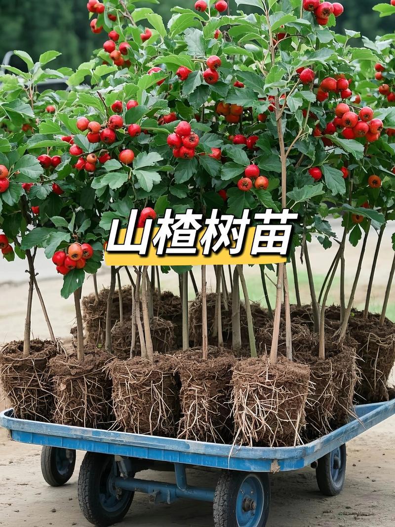 河北山楂苗苗场直发可视频看苗提供技术