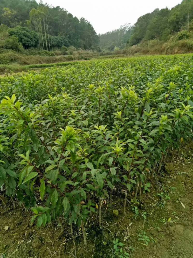 李子苗西梅李子苗苗场直发提供技术可视频看货