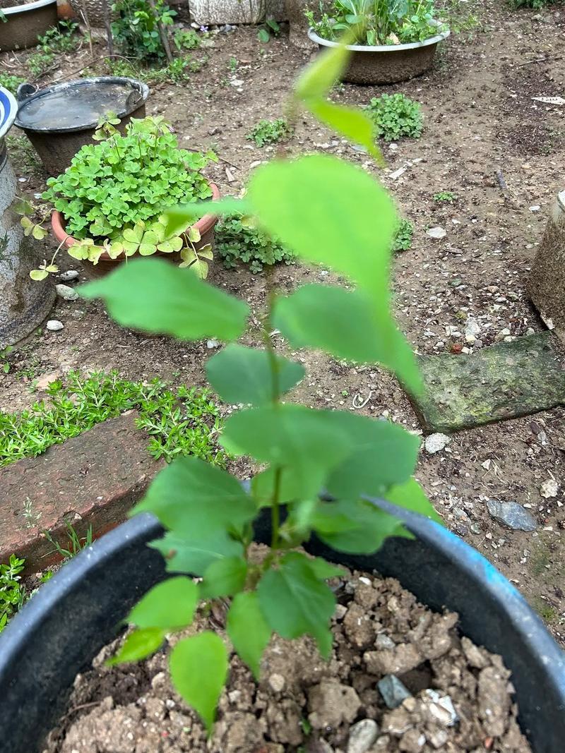 河北杏树苗苗场发货可视频看苗提供技术指导