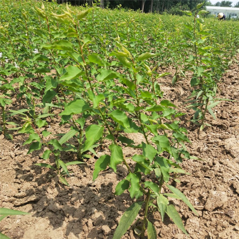 河北杏树苗苗场发货可视频看苗提供技术指导