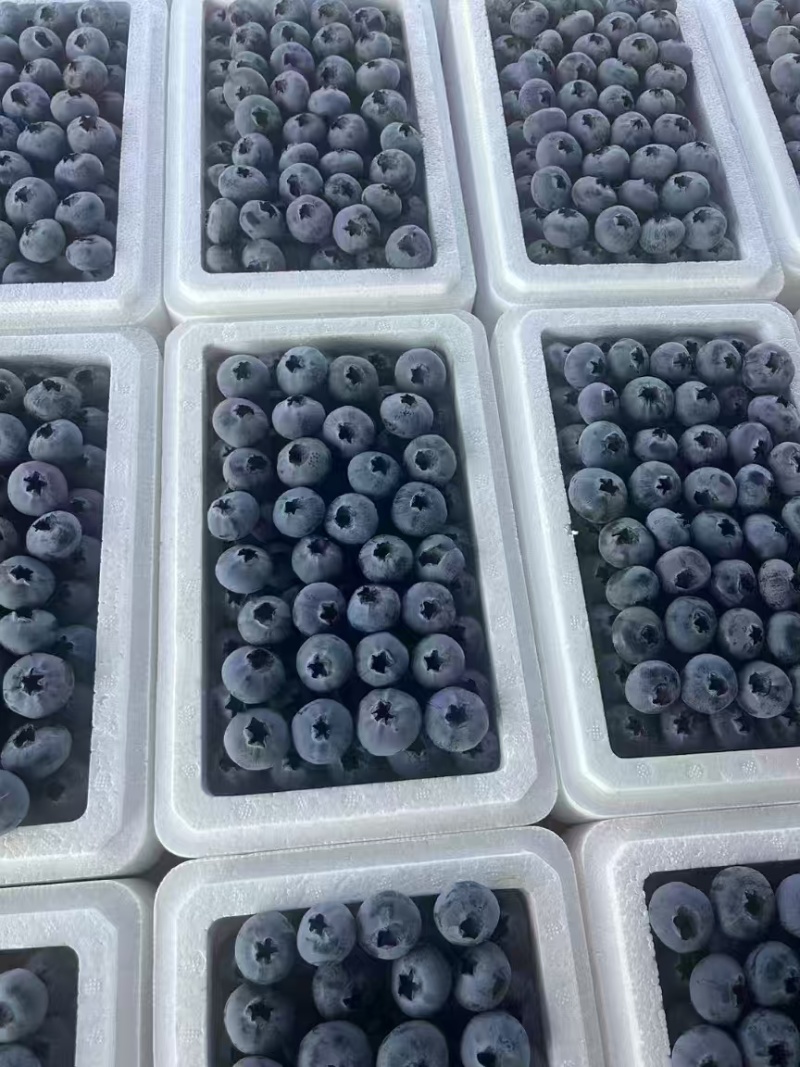 【F6蓝莓】特级蓝莓品种优良对接商超档口发往全国